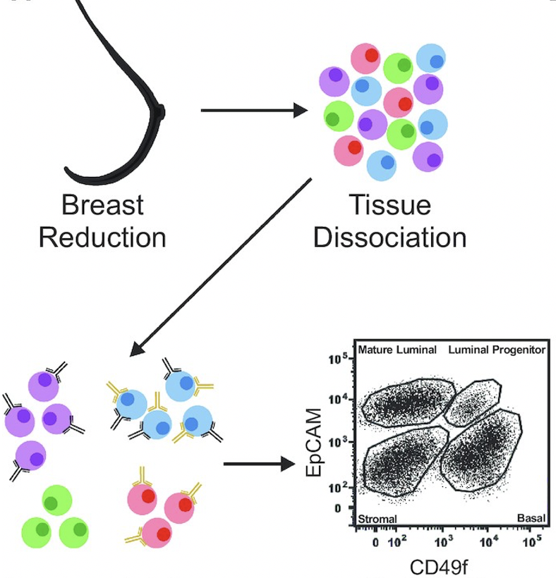 MOWChIP-seq and BRCA1 mutation