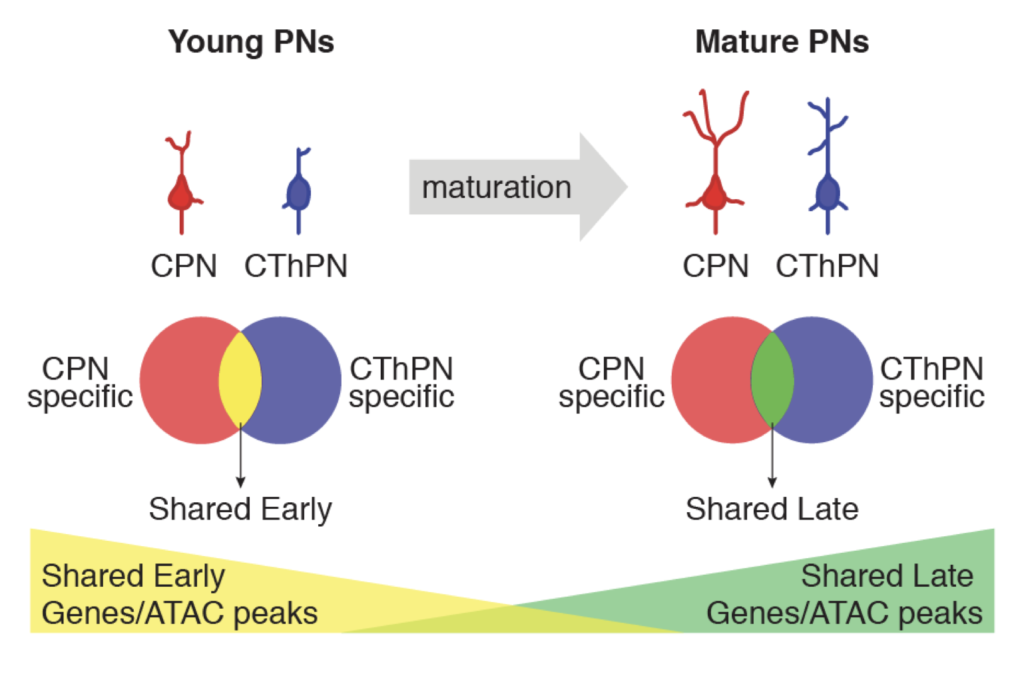 Neocortex regulatory work published in Nature Neuroscience
