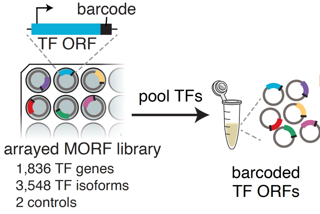 TF atlas collaboration published in Cell