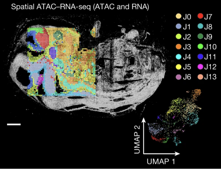 Spatial epigenome–transcriptome work published in Nature