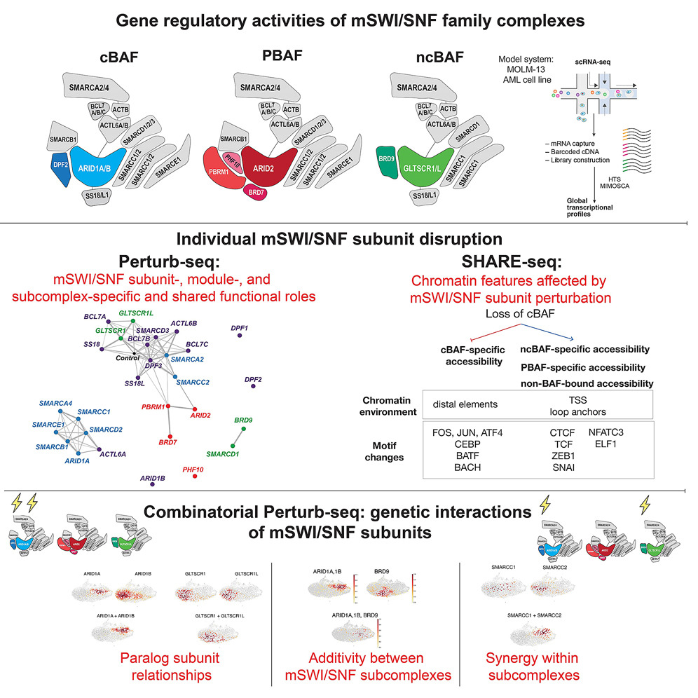 mSWI/SNF perturbation work published in Molecular Cell
