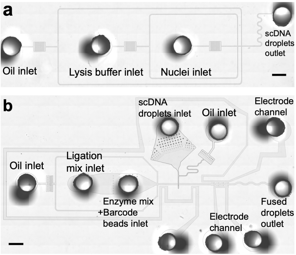 Drop-BS paper accepted in Nature Communications