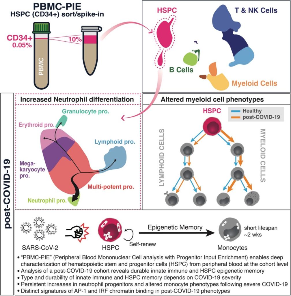 Post-COVID epigenetic memory study accepted in Cell