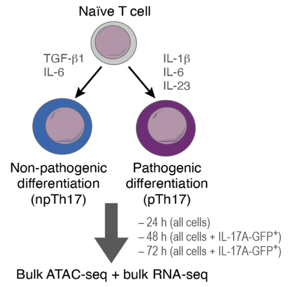 Th17 autoimmunity paper accepted in Nature Immunology