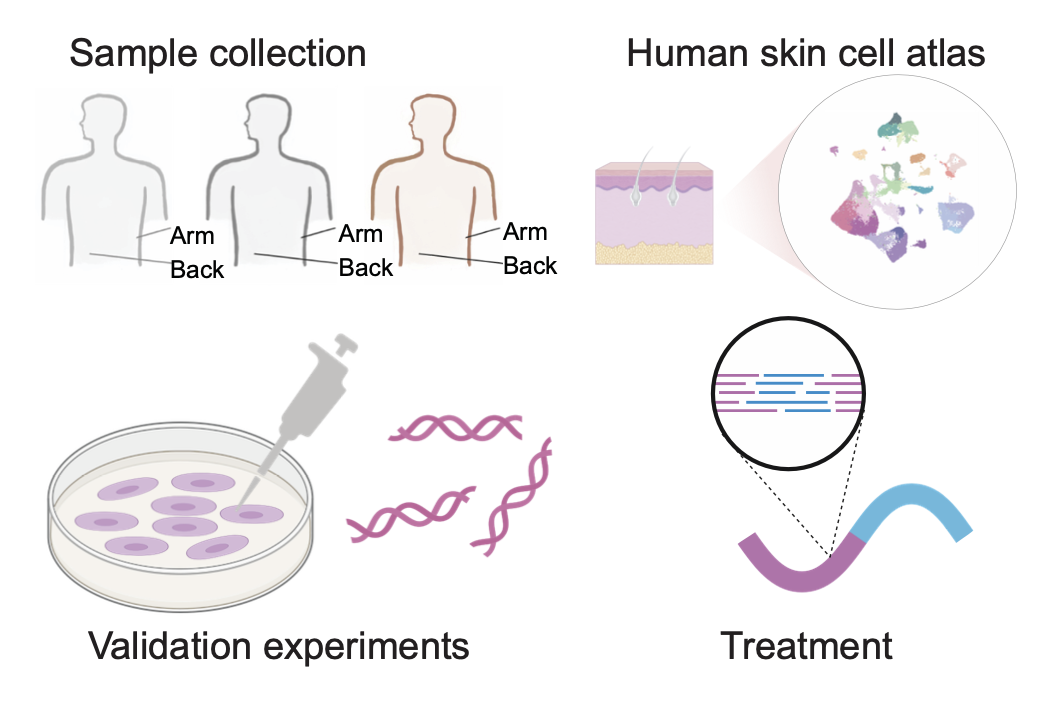Our skin aging study is accepted in Nature!