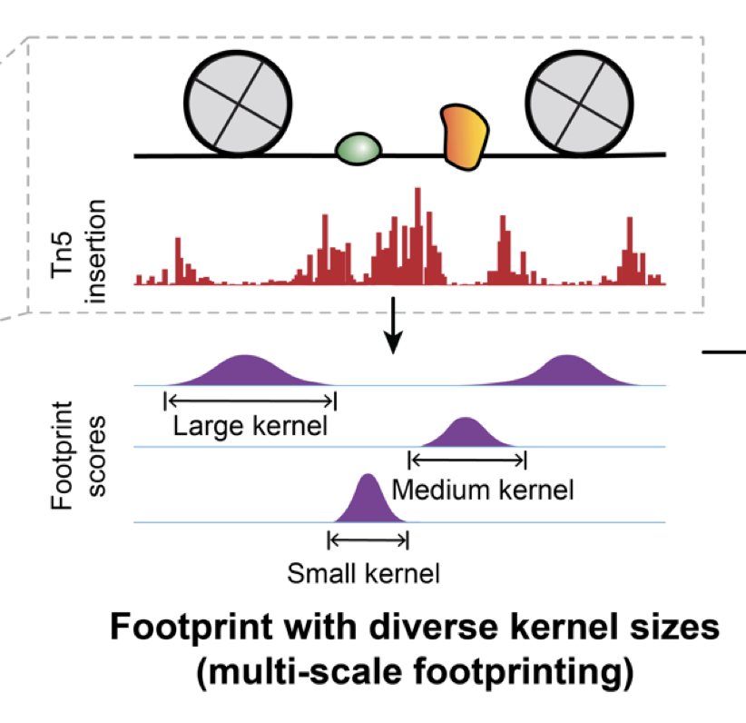 Footprinting paper accepted in Nature