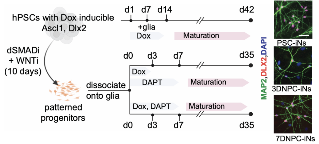 GABAergic neuron disease-modeling work