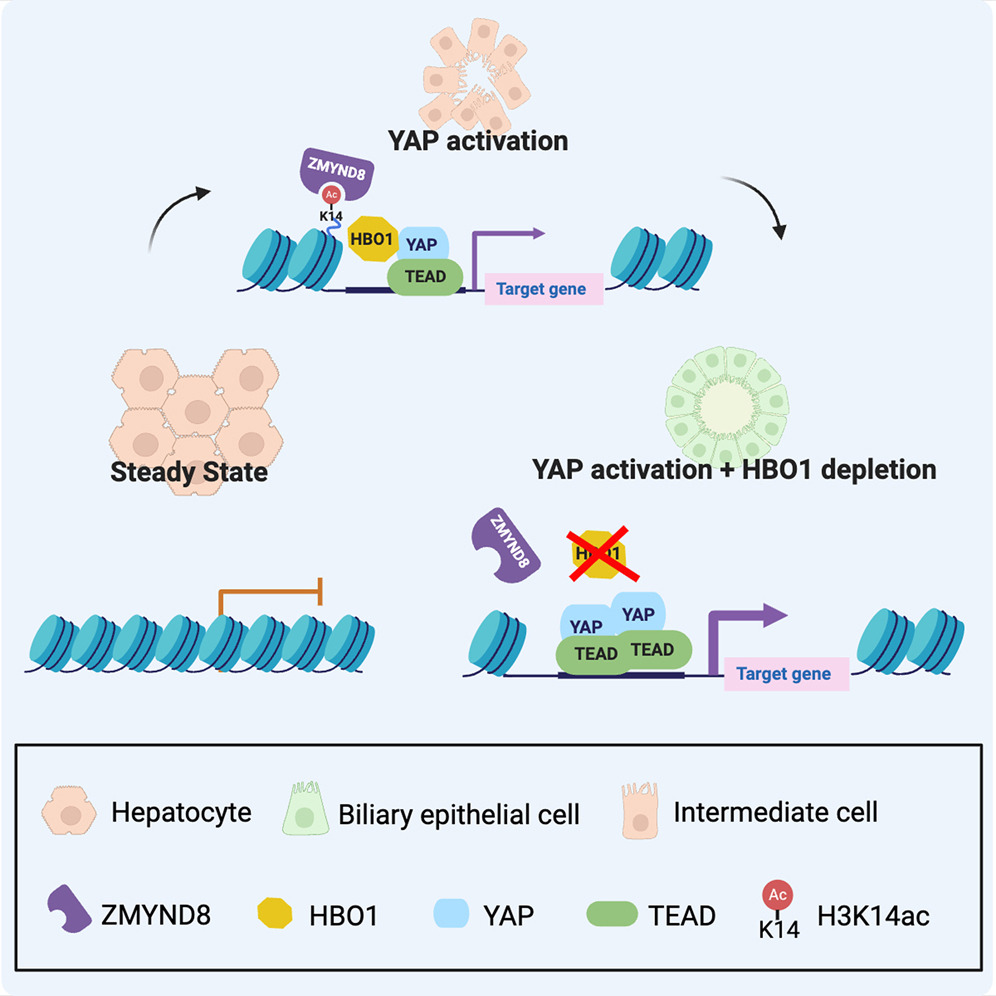 HBO1 work published in Cell Stem Cell
