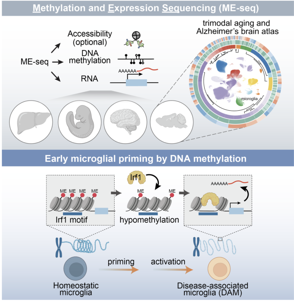 ME-seq aging and Alzheimer’s work