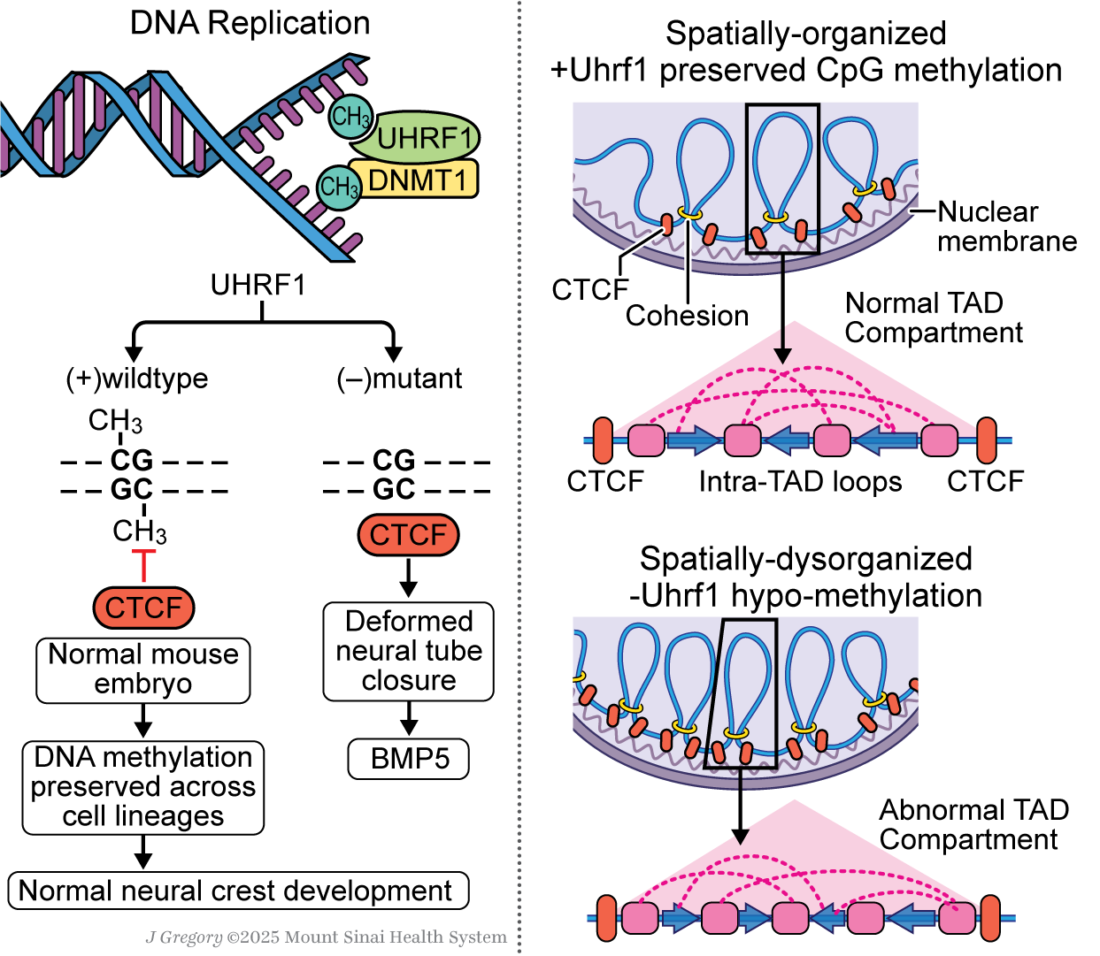Our embryogenesis study is accepted in principle at <em>Nature Communications</em>!